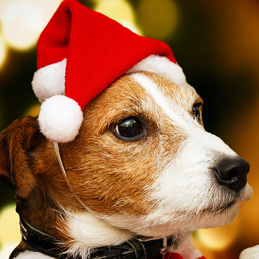 Dog Christmas Hat Print Red Pet Cloting